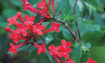 flowering container plants include Hummingbird Flower 'Ruby Red'
