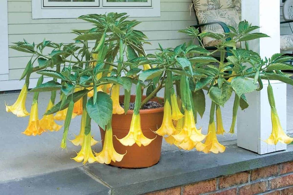 Featured Brugmansia Angel's Summer Dream, flowering container plants
