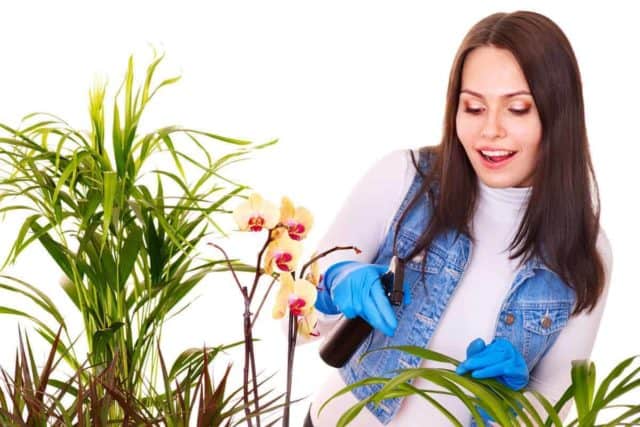 woman kills fungus gnats naturally houseplants with BTI and horticultural oil insect spray