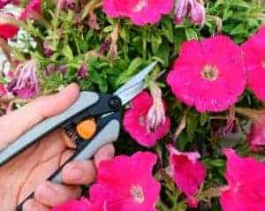 revitalize your garden in summer