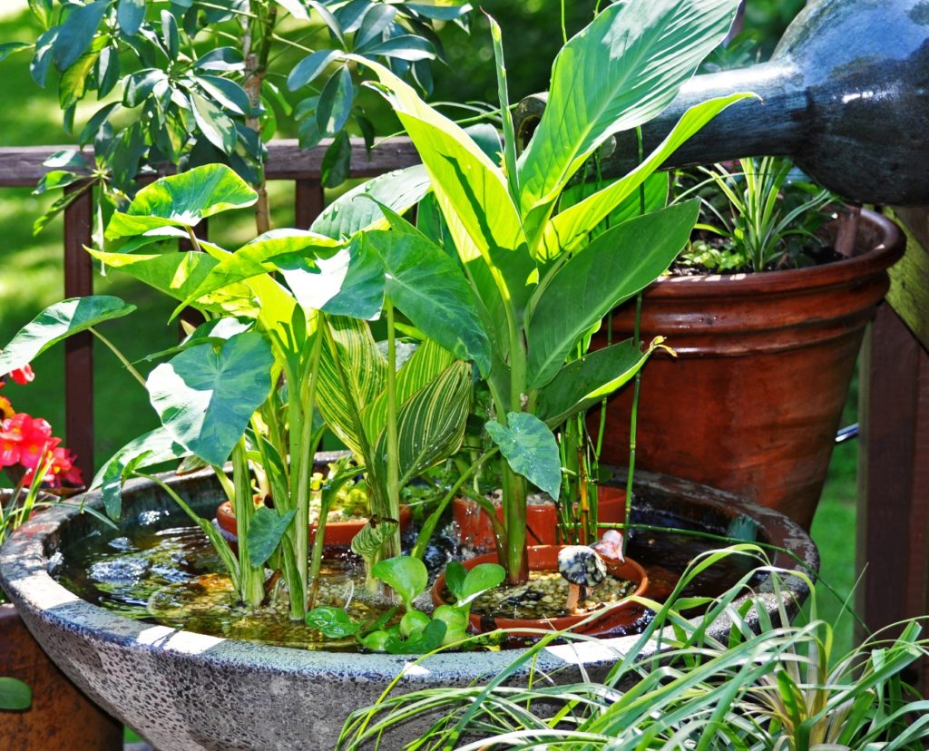 small-container-water-garden-creates-big-impact-home-garden-and