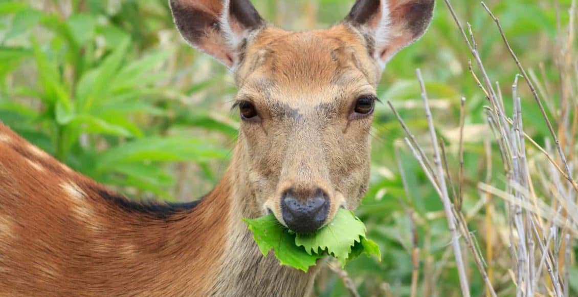 keep deer from eating landscape plants