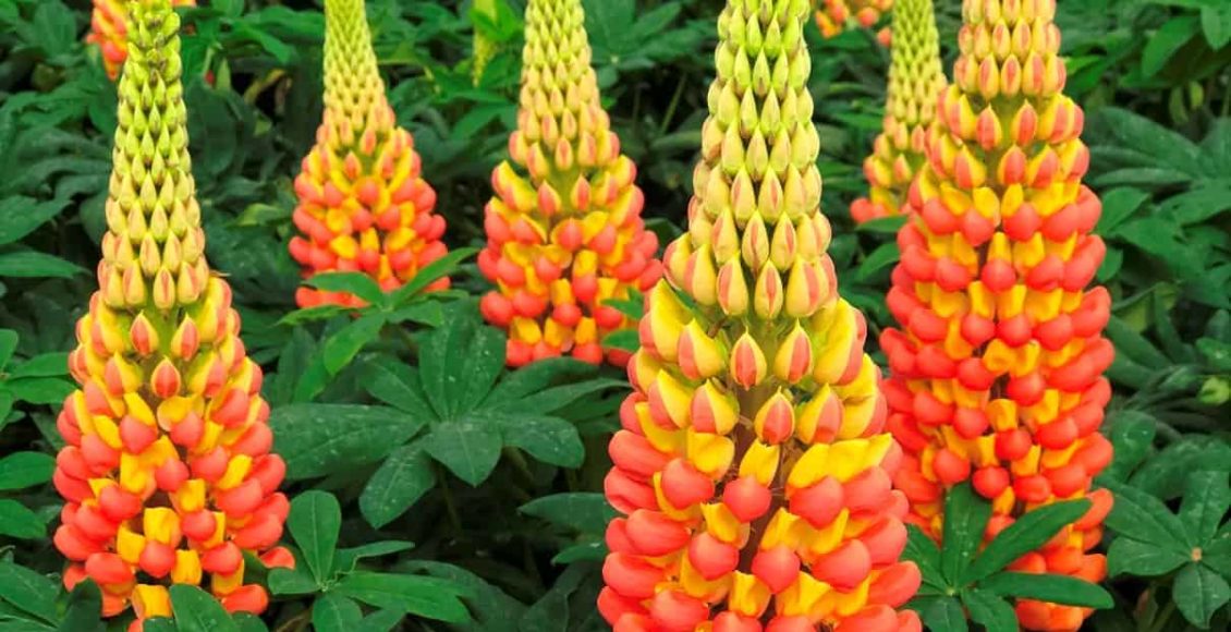20PCS Lupine Flowers Seeds 10 Kinds Home Garden Charming Beautiful Bright Plants 
