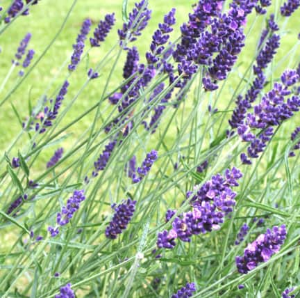 lavender, flower, flowers, purple, garden