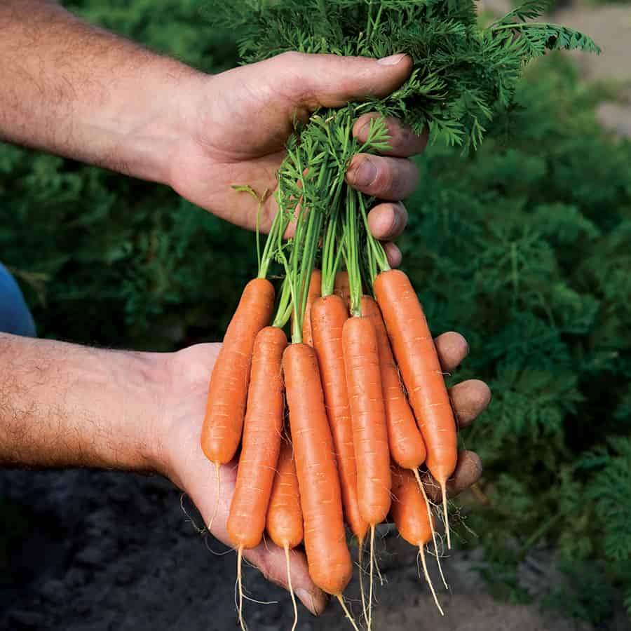 mini adelaide carrot