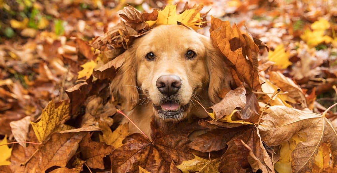 fall yard cleanup dog in the leaves