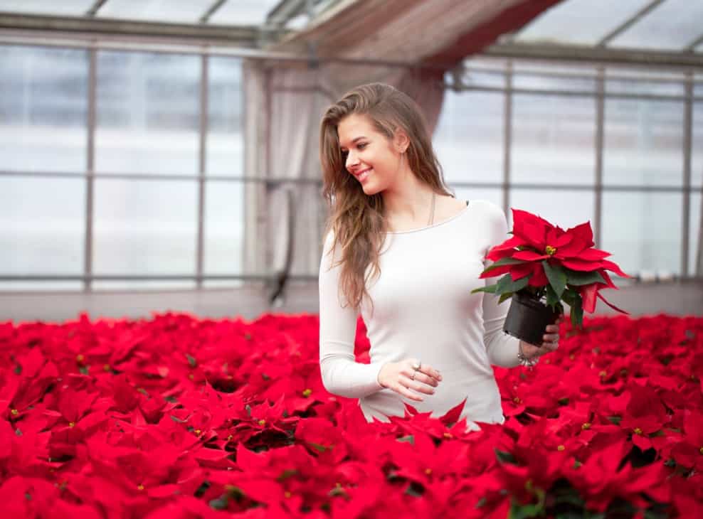 tips on how to care for poinsettias