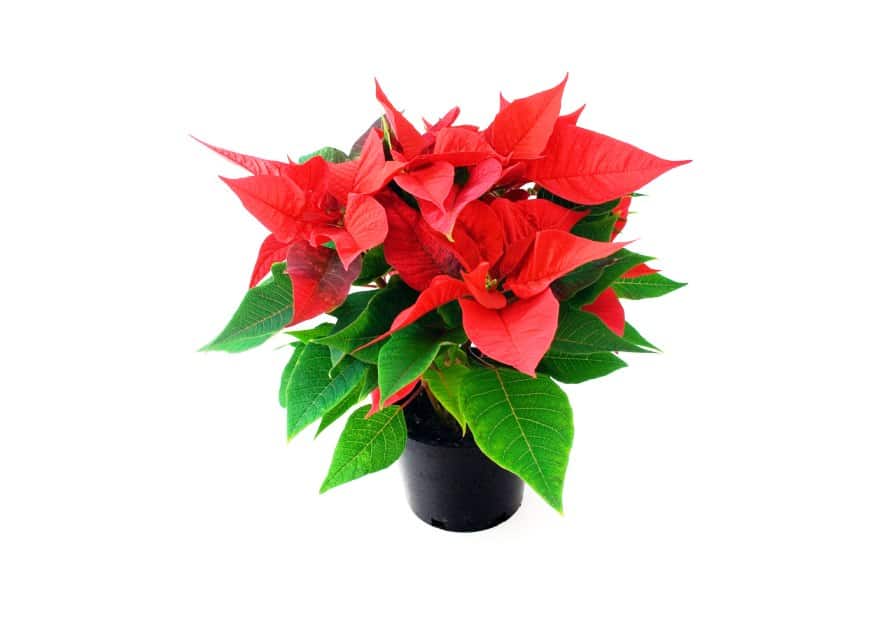 tips on how to care for poinsettias