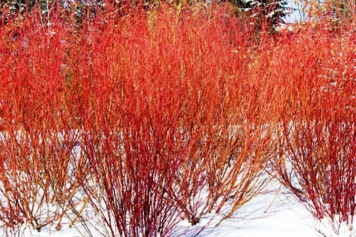 winter interest plants