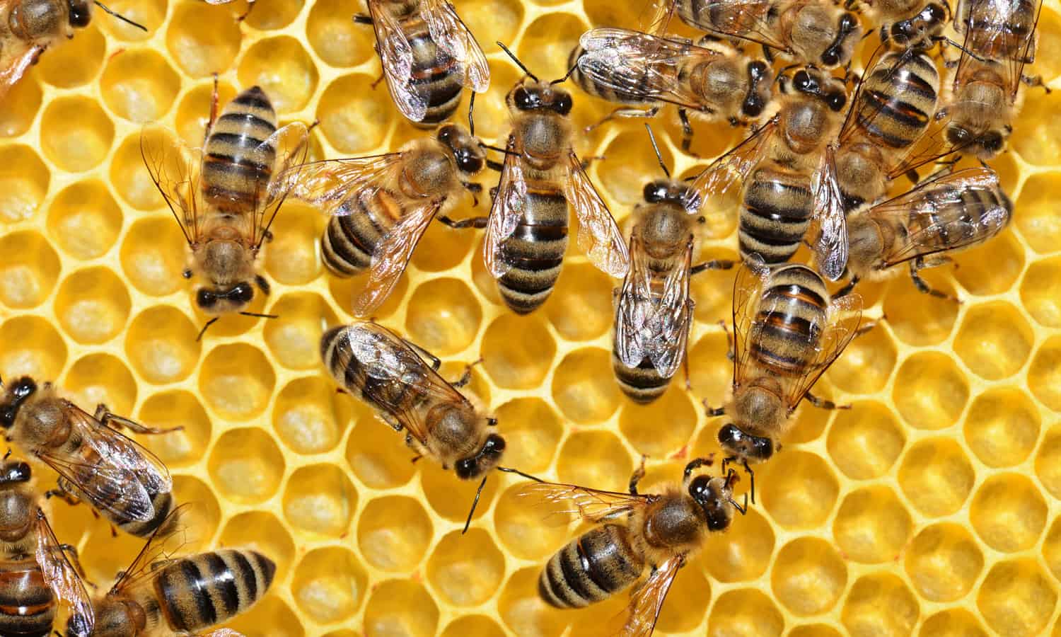 How to start beekeeping with bees in a honeycomb making honey