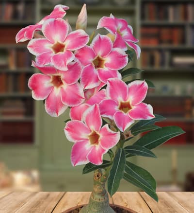 Adenium 'Joyful' Desert Rose easy-to-grow houseplants for beginners