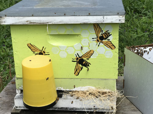how to start beekeeping beehive