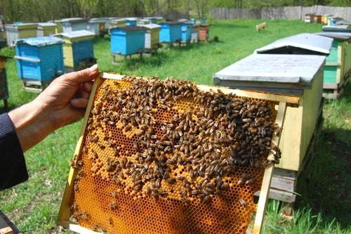 how to start beekeeping beehives and bees