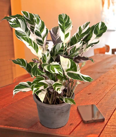 White Fusion Peacock Plant easy-to-grow houseplants for beginners