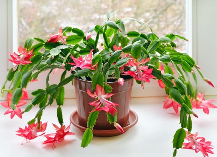 Christmas cactus (Schlumbergera) likes bright light-- essential houseplant care tips