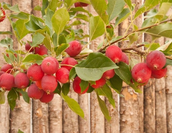 crabapples and winter foraging for rosehips