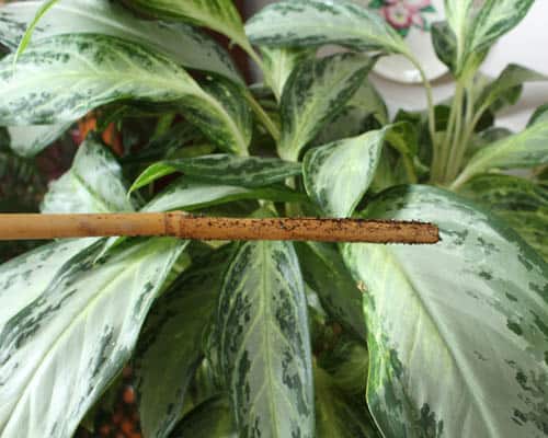 dowel water test essential houseplant care tips