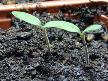 germinating tomato seeds and tips for seed starting success