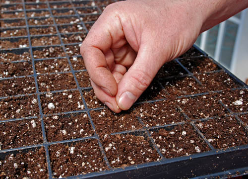 hand planting and tips for seed starting success