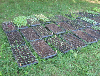 hardening off seedlings for seed starting success