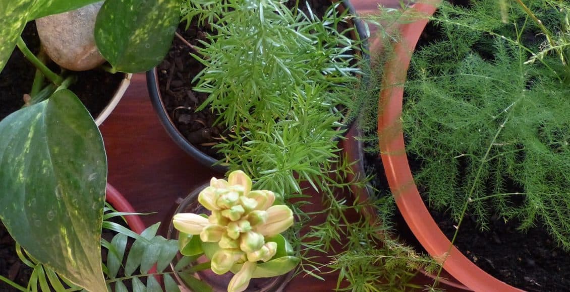 healthy container plants essential houseplant care tips