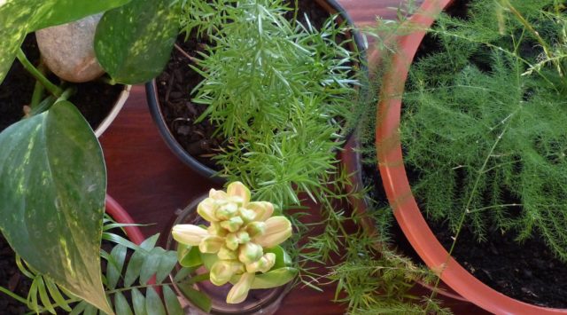 healthy container plants essential houseplant care tips