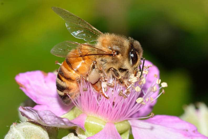 how to start beekeeping bee on purple flower