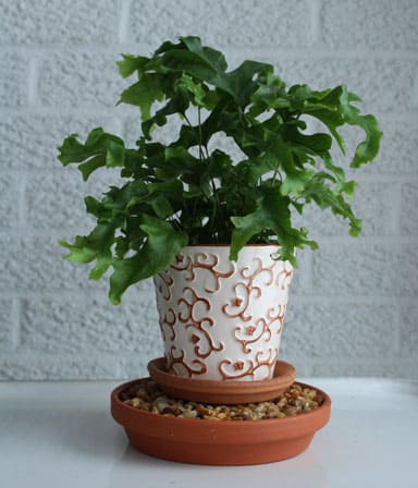 Using a plant saucer filled with pebbles and water is an essential houseplant care tip