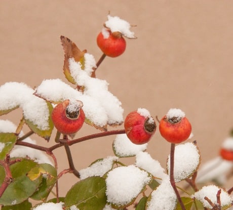 Winter Foraging for Rosehips in snow to make rosehips soup
