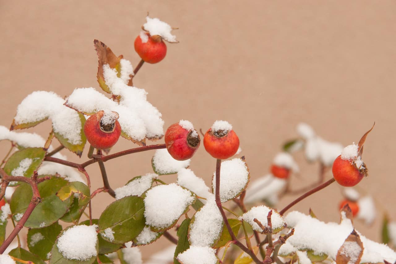 winter foraging for rose hips in snow