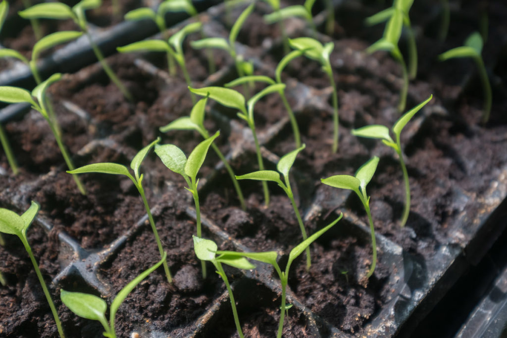 Tips for Seed Starting Success - Home, Garden and Homestead