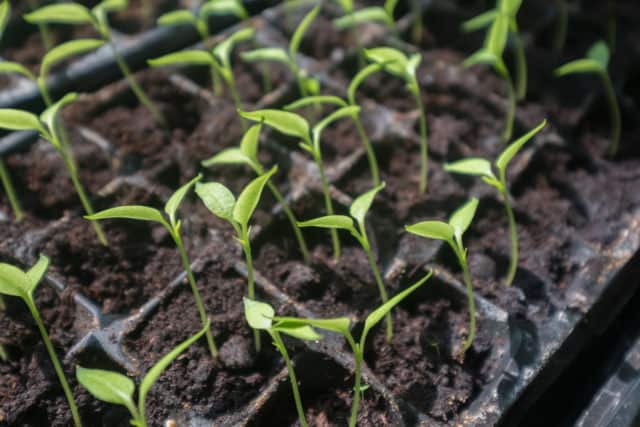 seedlings growing in a tray ensure seed starting success
