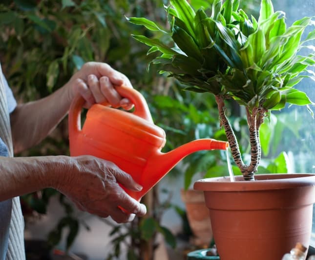 water thoroughly essential houseplant care tips