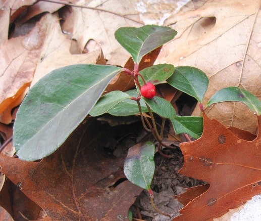 wintergreen plant found while foraging for rosehips