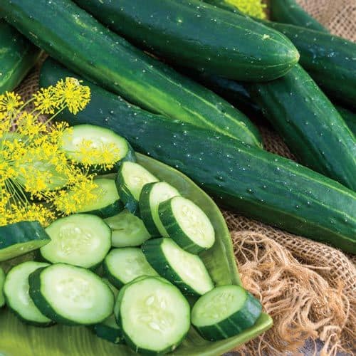 Tasty green hybrid slicing cucumber grows well in container gardening