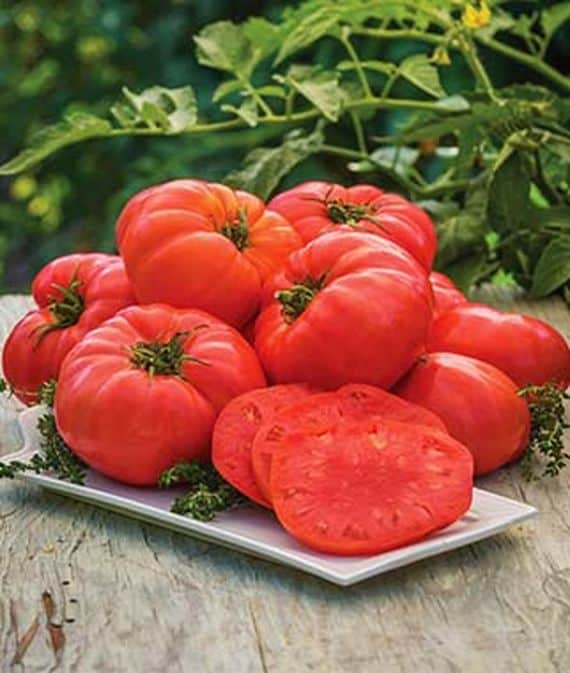 atlas hybrid tomato for container gardening