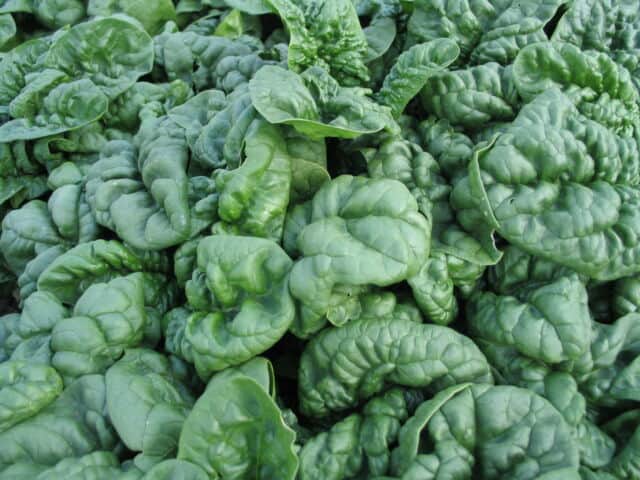 Bloomsdale spinach is a good choice for container gardening