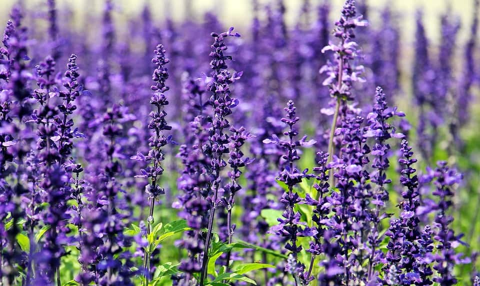 lavender flowers are edible flowers