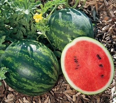 Mini Love Watermelon is small enough to grow in container gardening