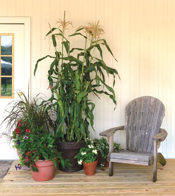 On Deck Sweet Corn is a great variety for container gardening