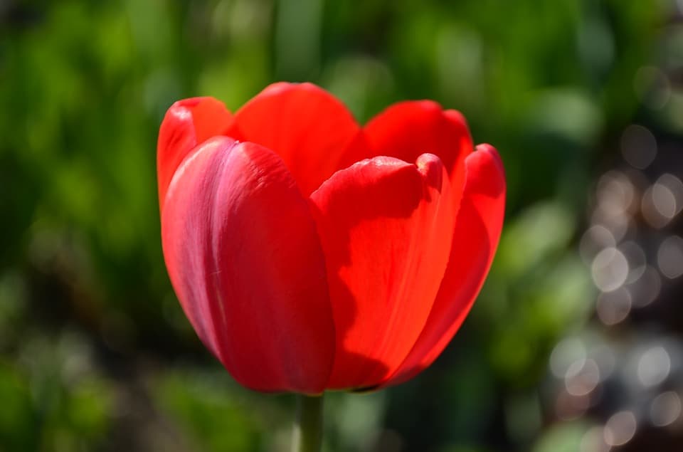red tulip petals edible flower