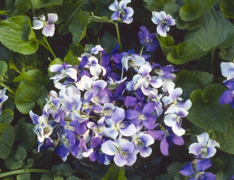 sweet violet is an edible flower