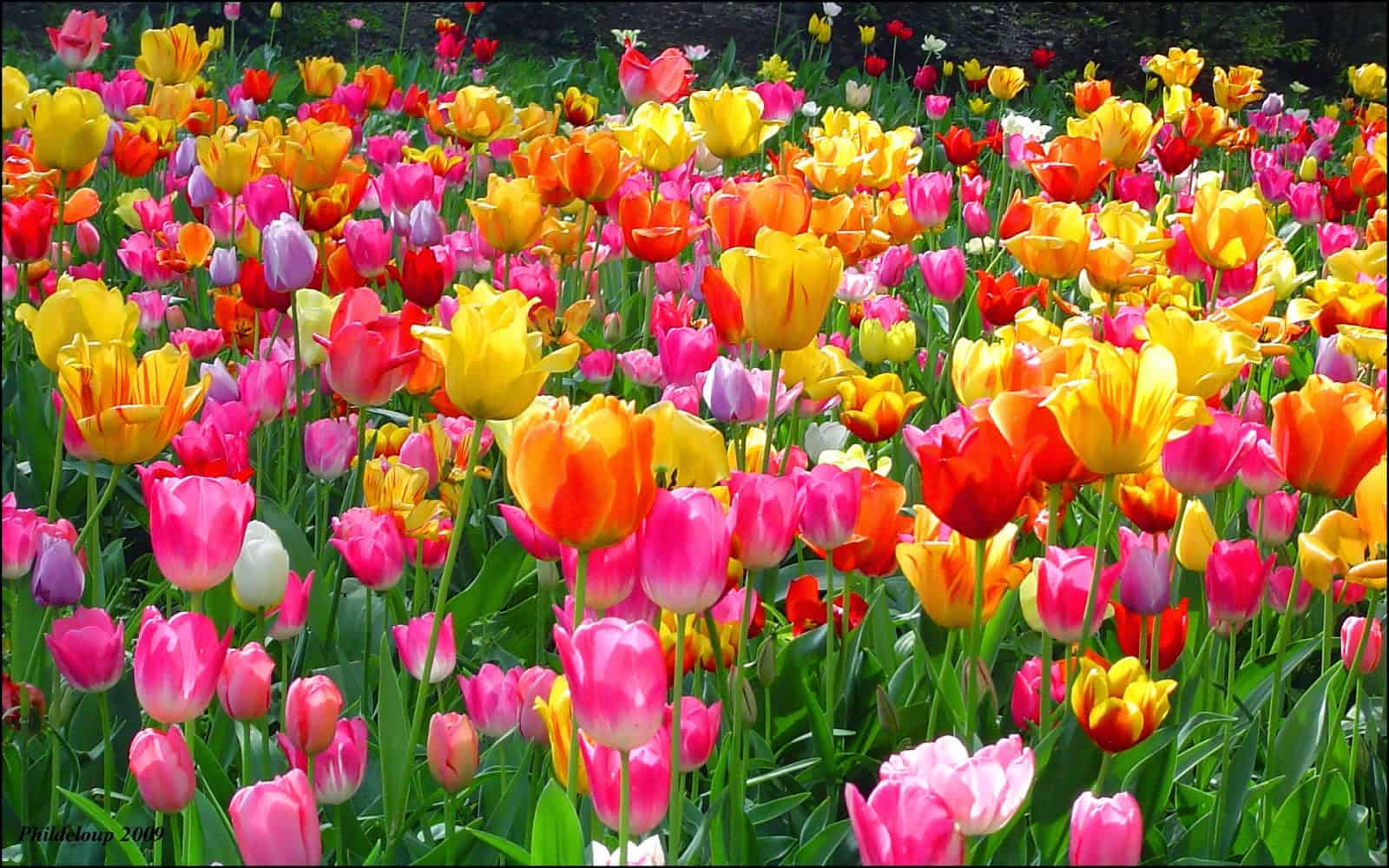 tulips are edible flowers