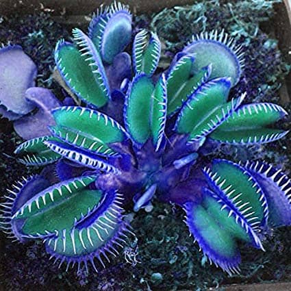 venus fly trap seeds are fake scam
