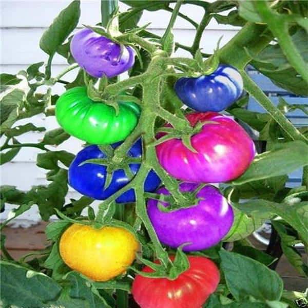 rainbow tomato fake seeds are a scam