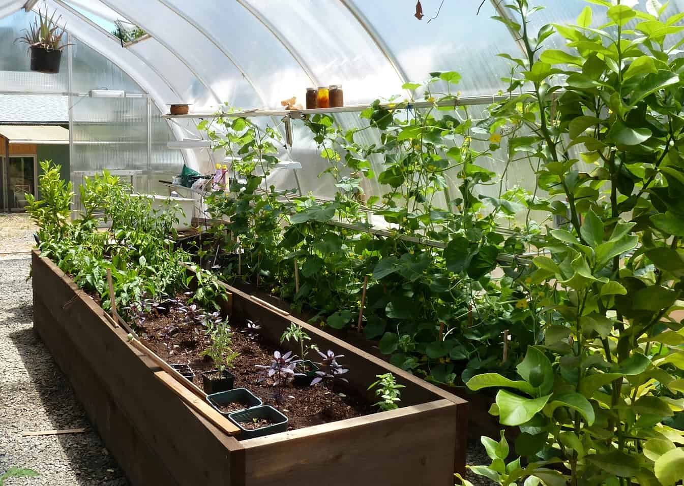 Backyard Greenhouses For Every Budget Home Garden And Homestead