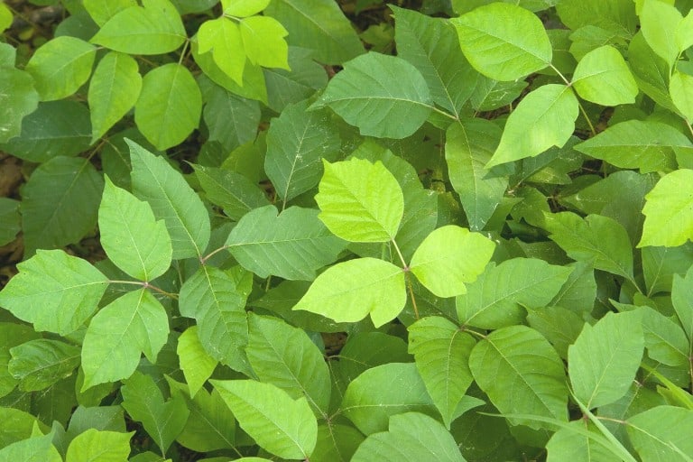 poison ivy is a hazard of foraging for wild foods