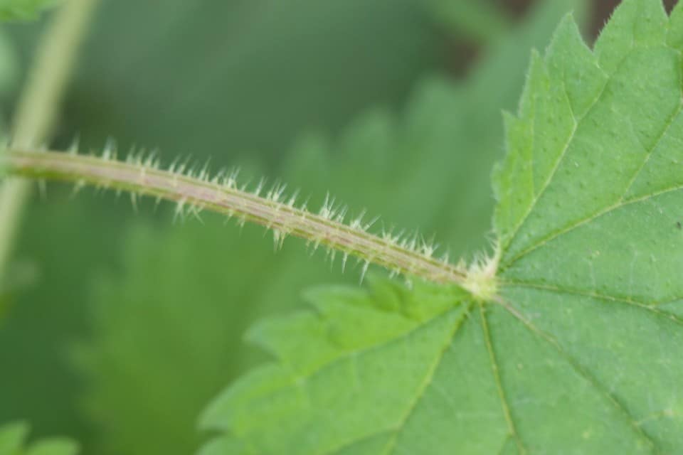 Stinging nettles found when foraging for wild foods