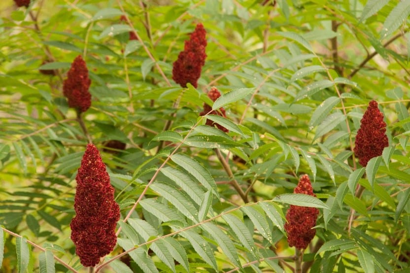 sumac found during foraging for wild food