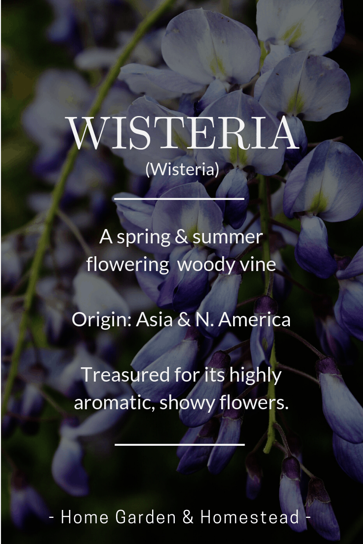 favorite fun flower facts - wisteria